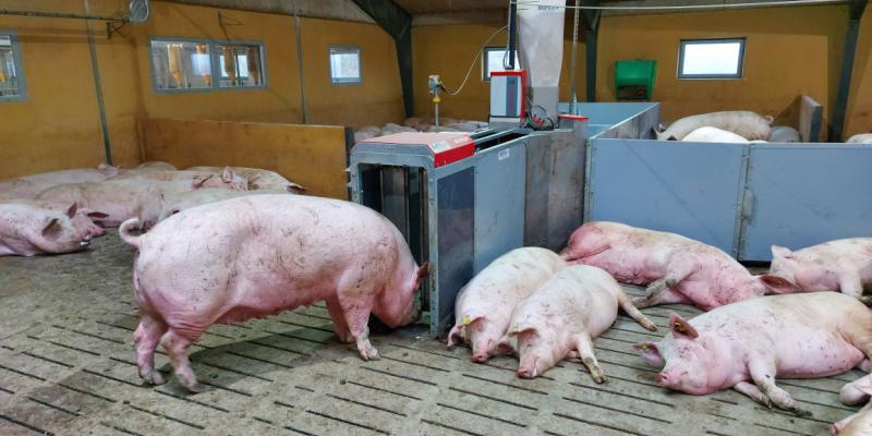 Tommy Westh Pedersen